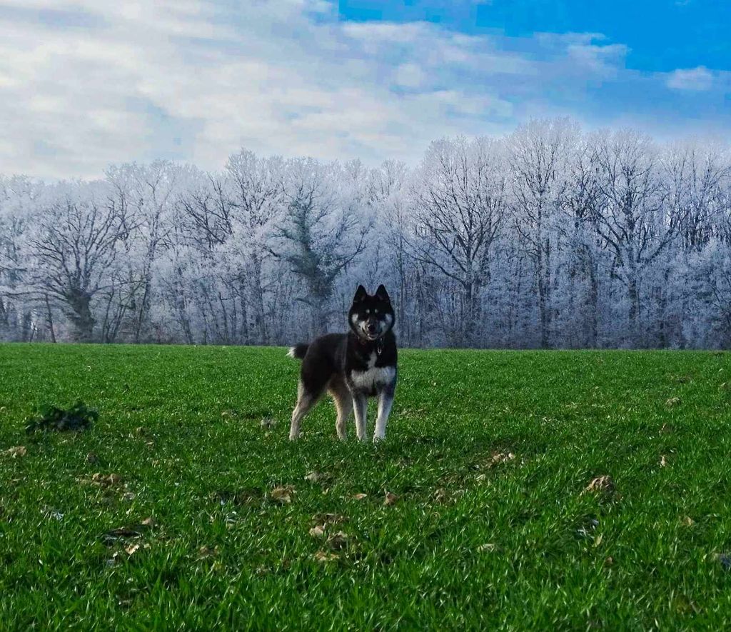 Today is a darkness Of The Huskies Paradise Pond