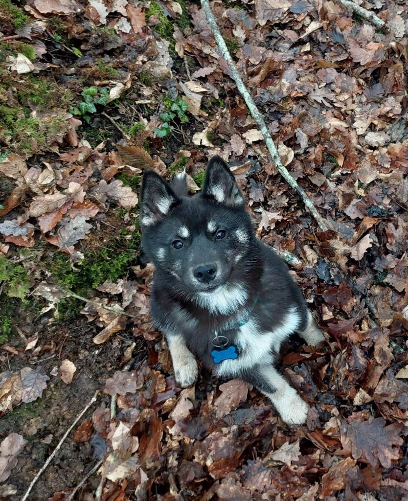 Today is a darkness Of The Huskies Paradise Pond