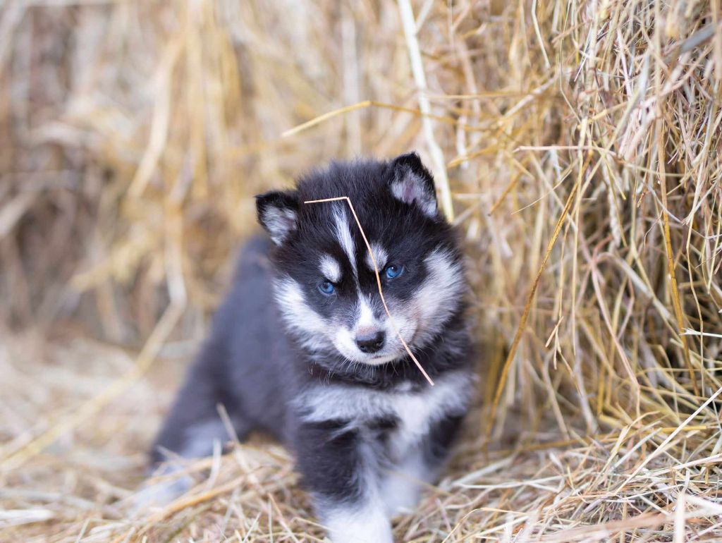 Vox Of Forest's Little Wolf