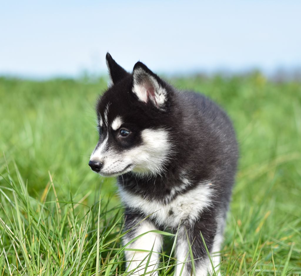 chiot Siberian Husky Of Forest's Little Wolf