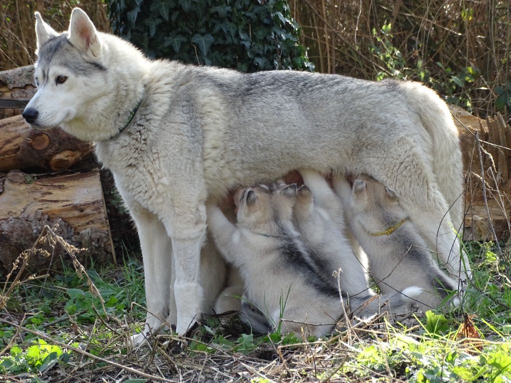 chiot Siberian Husky Of Forest's Little Wolf