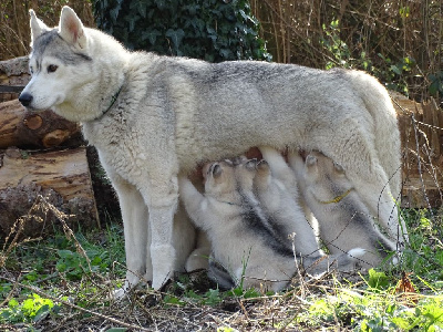 Of Forest's Little Wolf - Siberian Husky - Portée née le 19/12/2022
