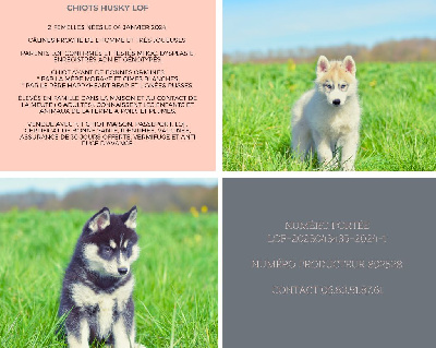 Of Forest's Little Wolf - Siberian Husky - Portée née le 04/01/2024
