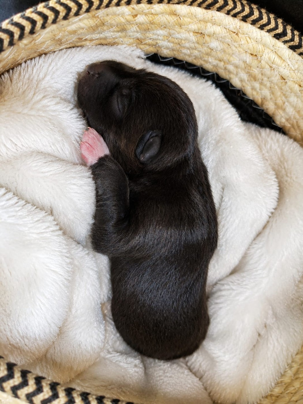 Of Forest's Little Wolf - Chiots disponibles - Siberian Husky