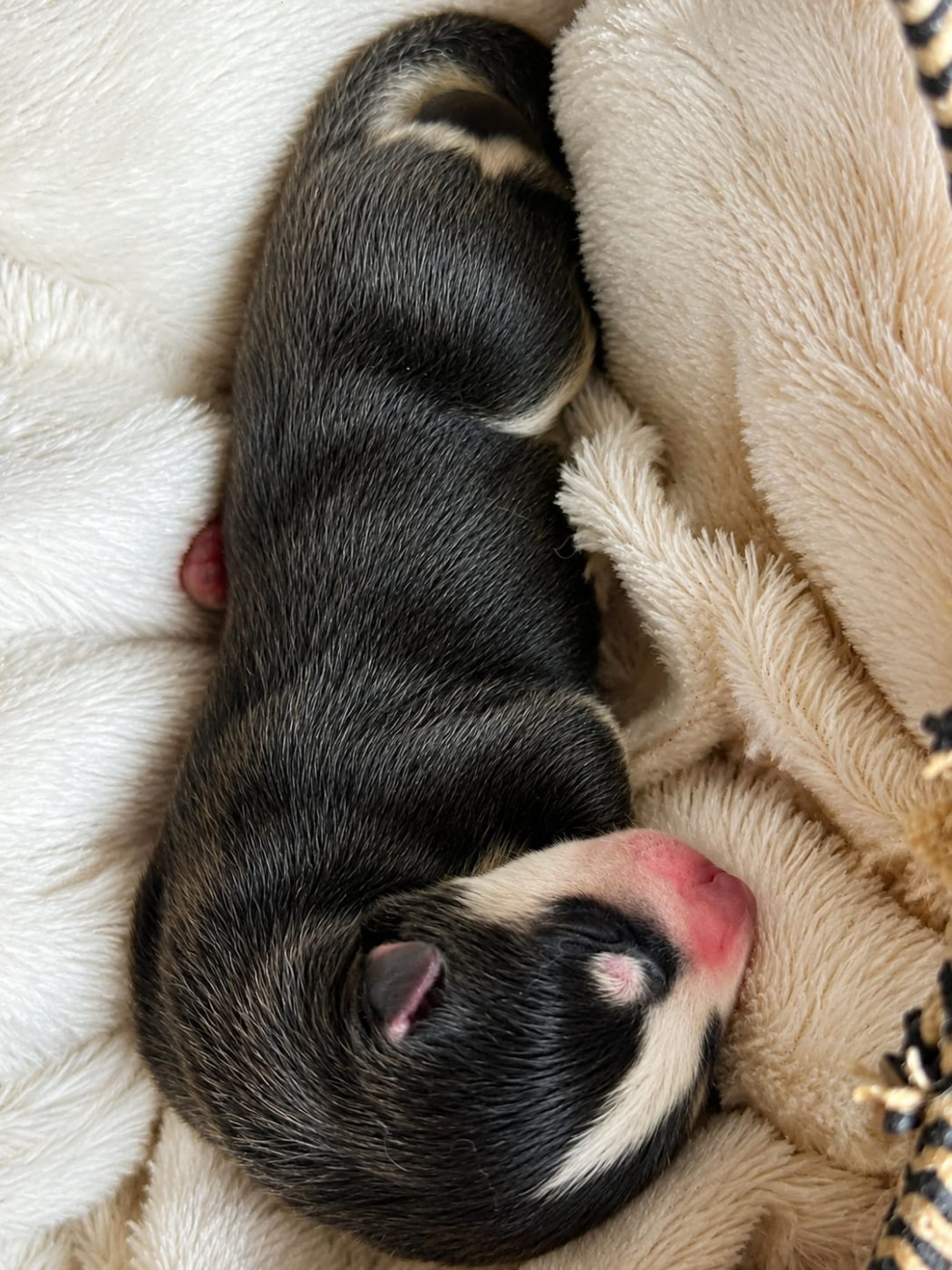 Of Forest's Little Wolf - Chiots disponibles - Siberian Husky