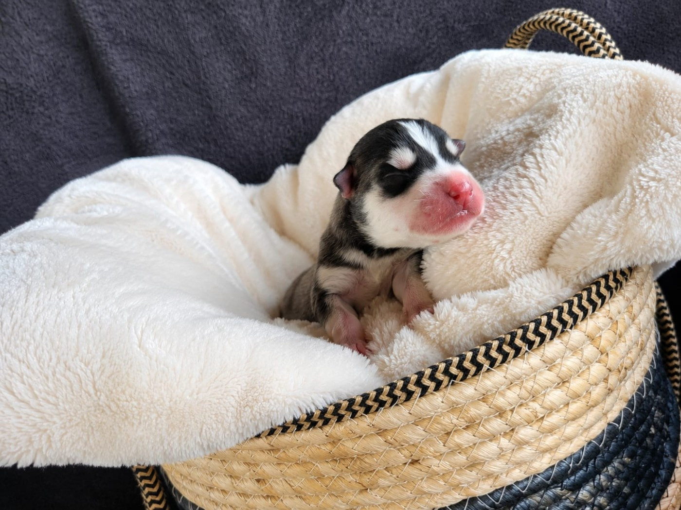 Of Forest's Little Wolf - Chiots disponibles - Siberian Husky