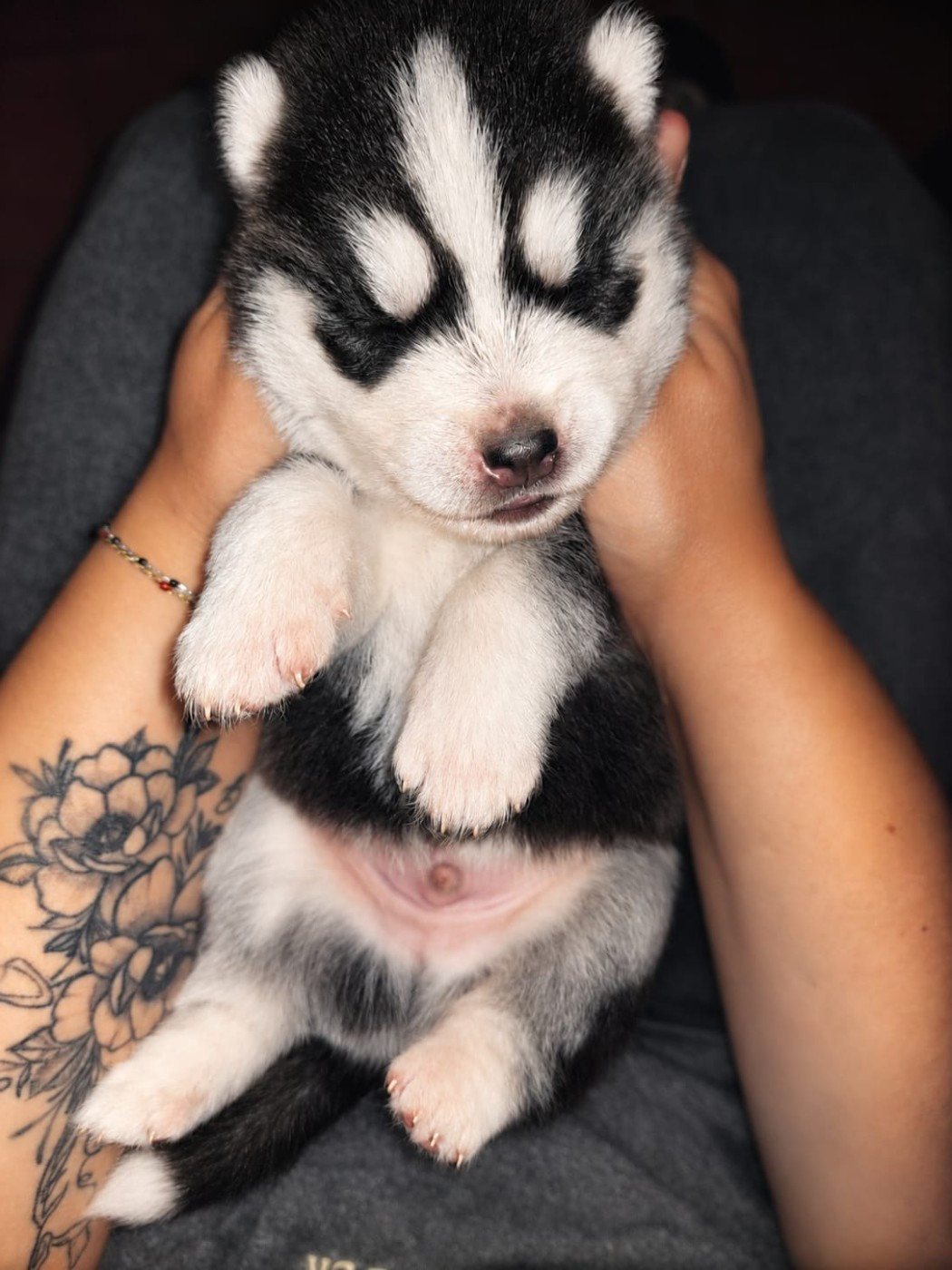 Of Forest's Little Wolf - Chiots disponibles - Siberian Husky