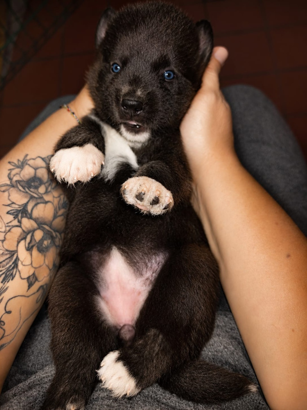 Of Forest's Little Wolf - Chiots disponibles - Siberian Husky