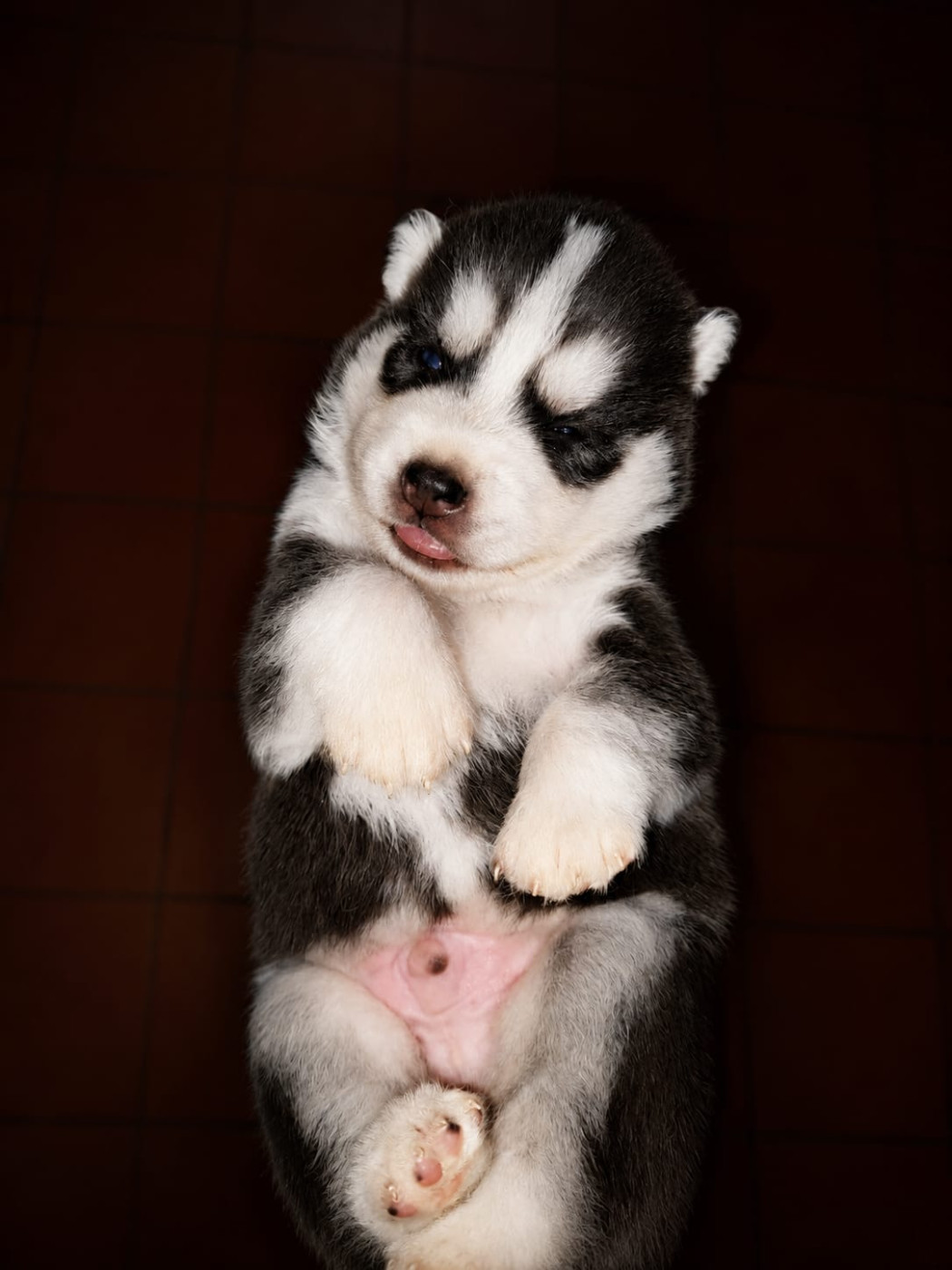 Of Forest's Little Wolf - Chiots disponibles - Siberian Husky