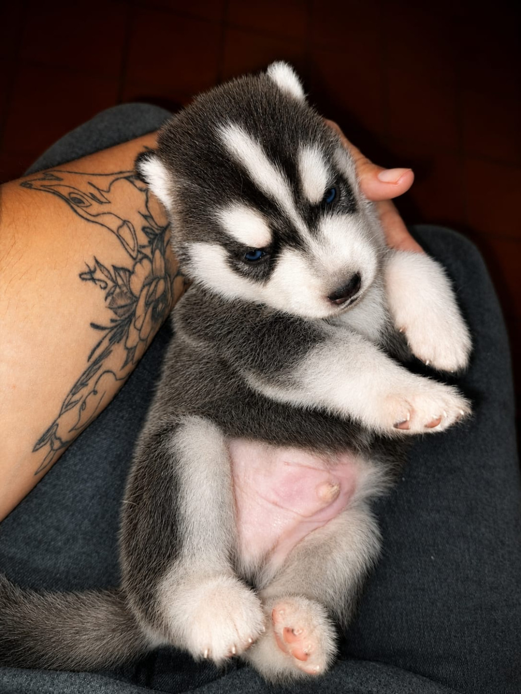Of Forest's Little Wolf - Chiots disponibles - Siberian Husky