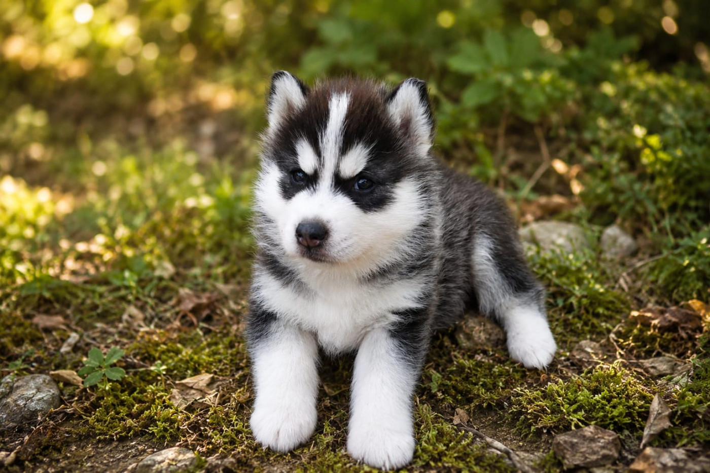 Of Forest's Little Wolf - Chiots disponibles - Siberian Husky