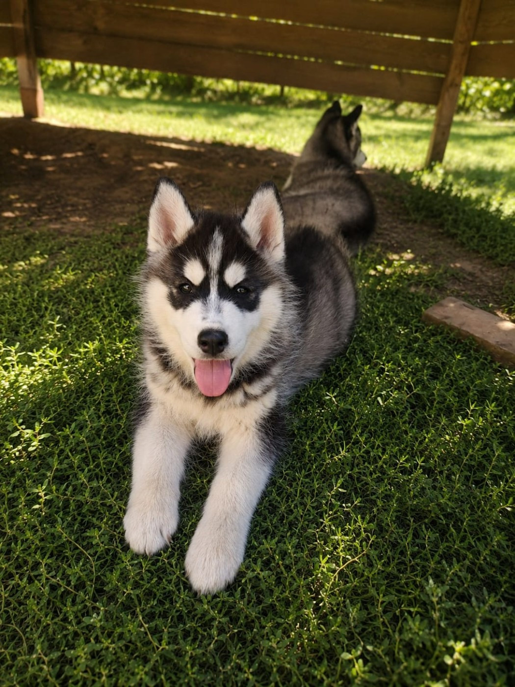 Of Forest's Little Wolf - Chiots disponibles - Siberian Husky